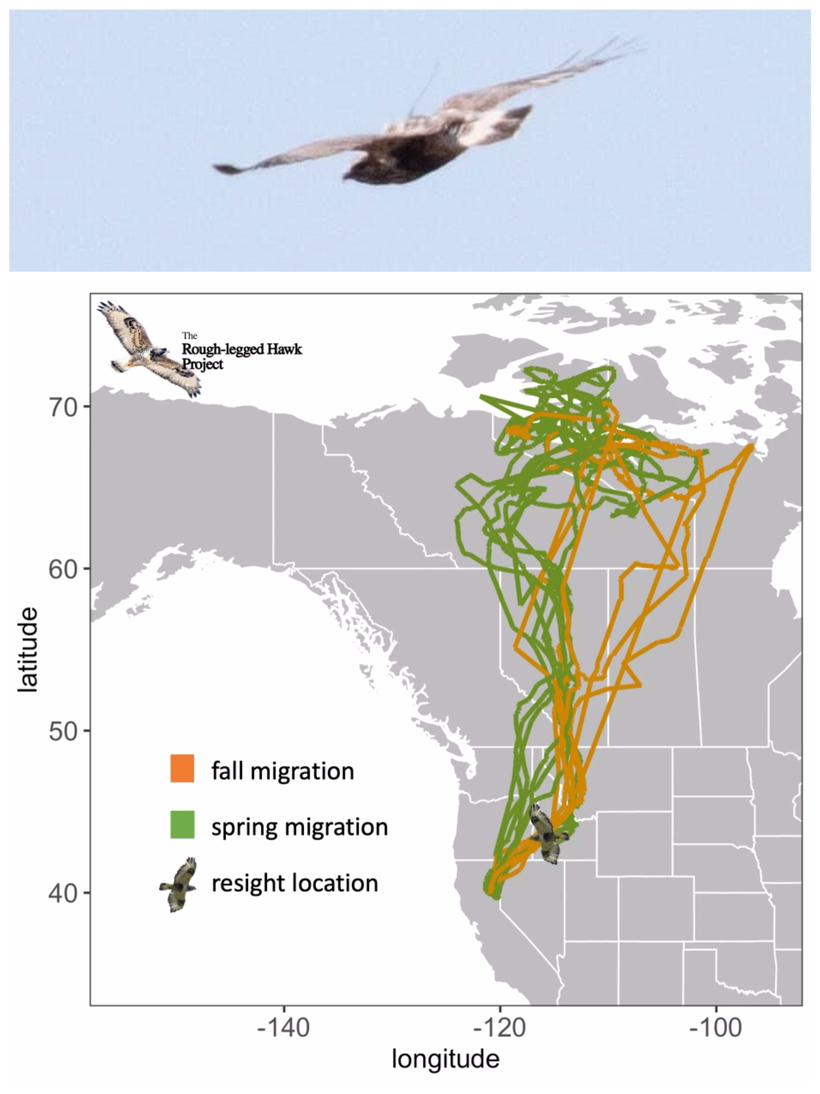 top image is a grainy photo shows a soaring hawk with a small antenna visible on its back. Lower image is a map of North America with tracks from this hawk. The tracks show spring migration from northern california with a wandering track leading north to the islands above Canada. Fall migration shows a wandering zigzag path leading south back to the starting location in california
