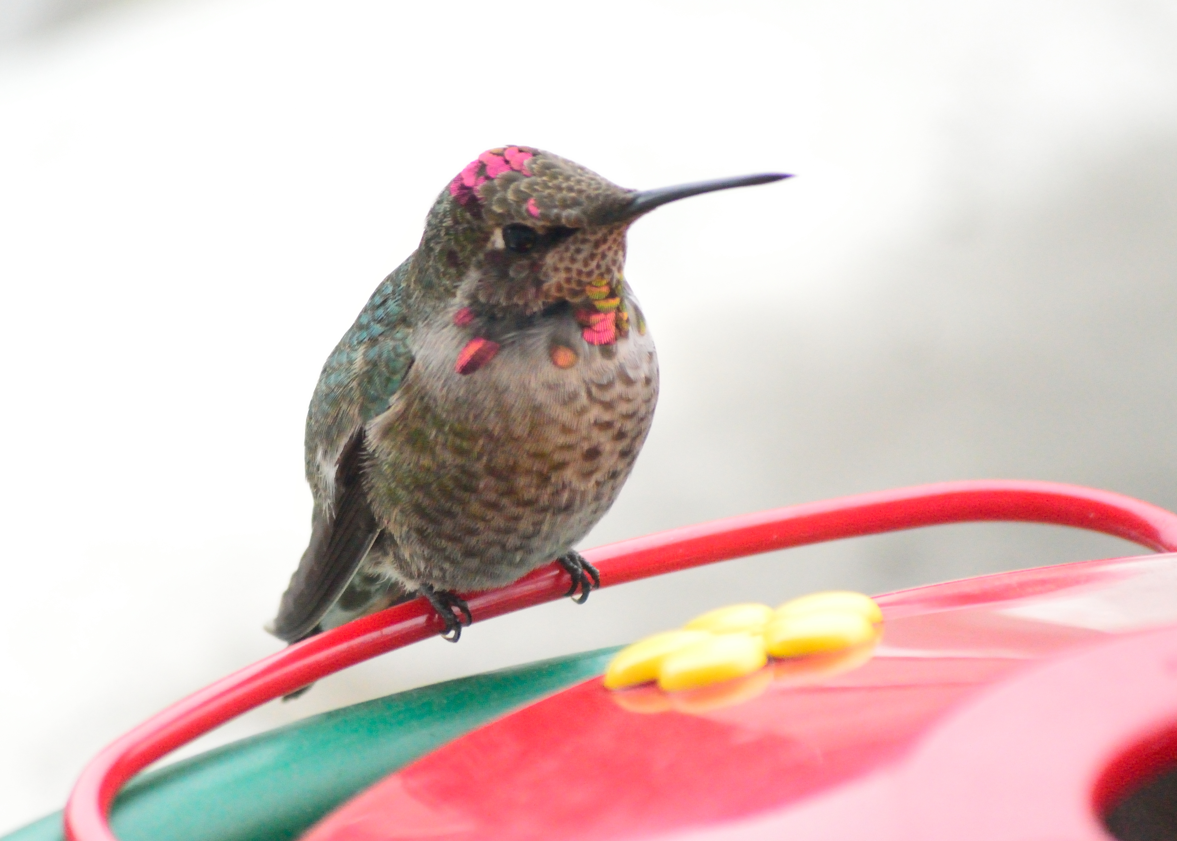 Hummingbird sitting on rail of feeder