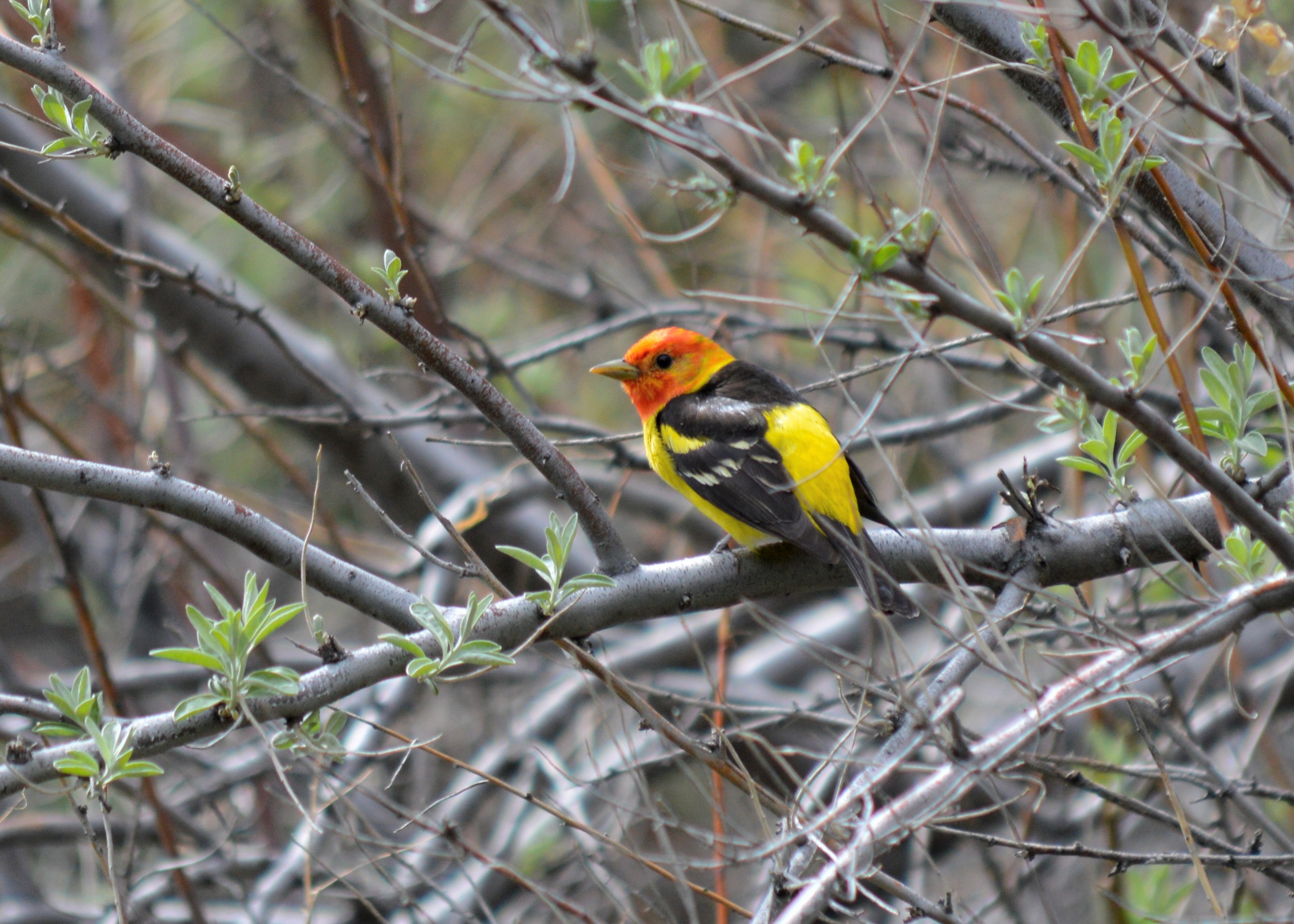 a brightly colored songbird with striking red head, yellow body, black wings