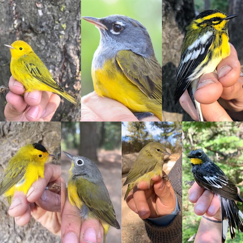a collage of seven different brightly colored bird species