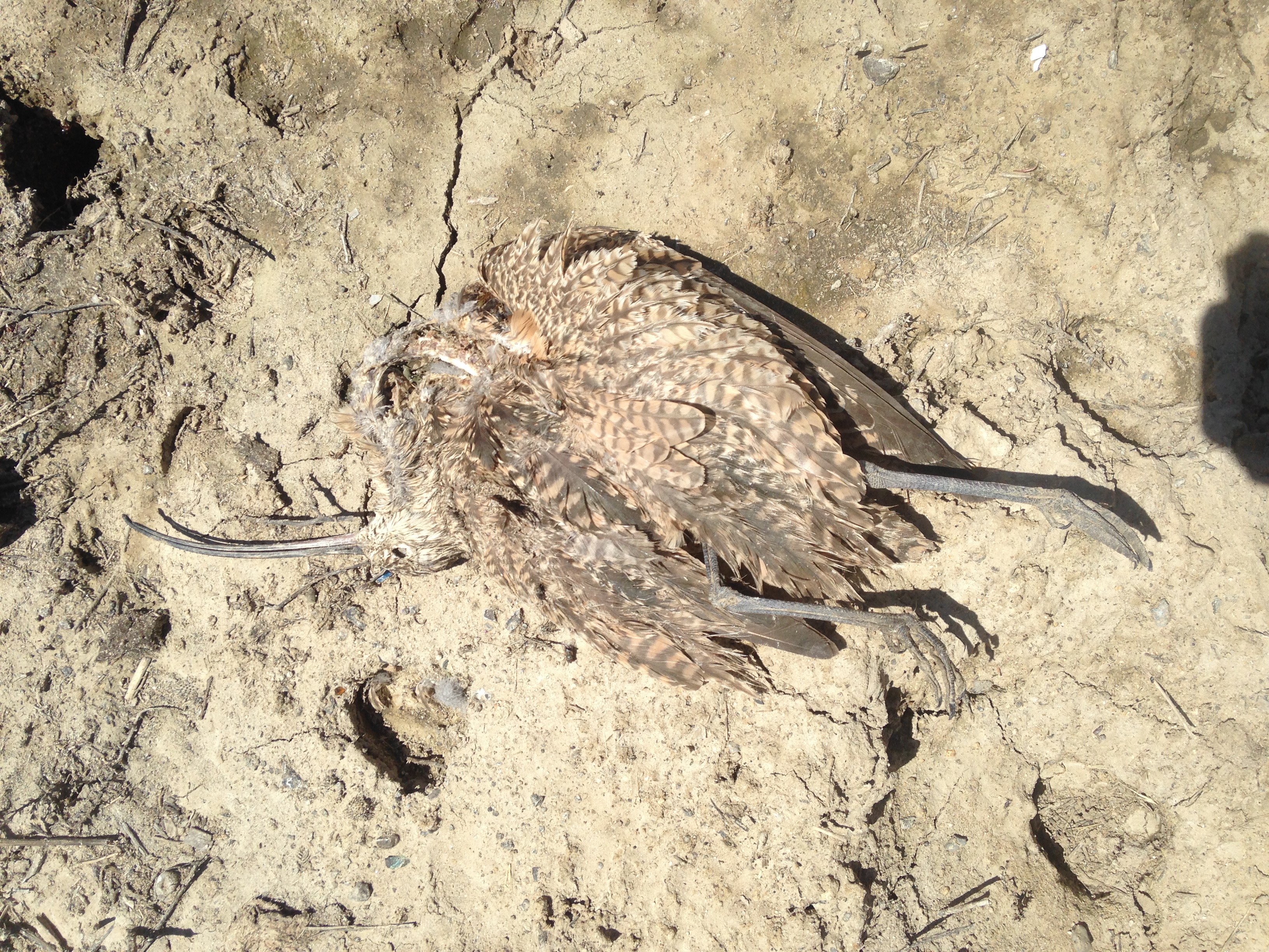 a dried dead curlew carcass lays sprawled in the dust