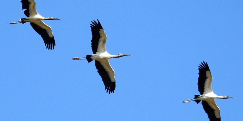 three wood storks fly overhead
