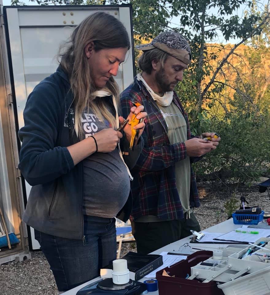 a pregnant biologist and her husband hold and measure small songbirds