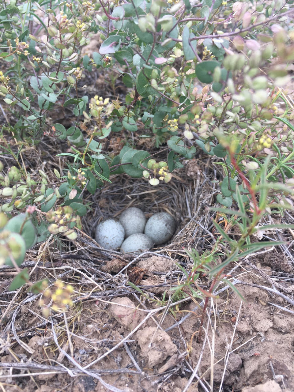 four small speckled eggs are visible in a nest cup on the ground. The nest is lined with twigs and grass, and is tucked underneath some overhanging green plants