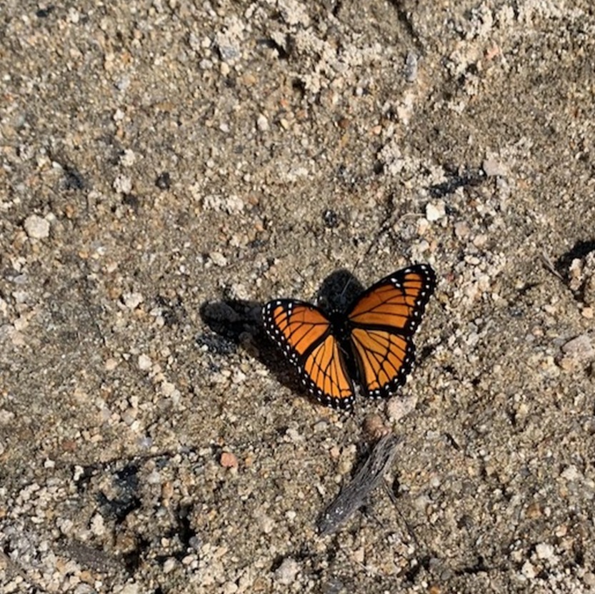 an orange and black butterfly, that looks like a Monarch butterfly, sits on moist sand