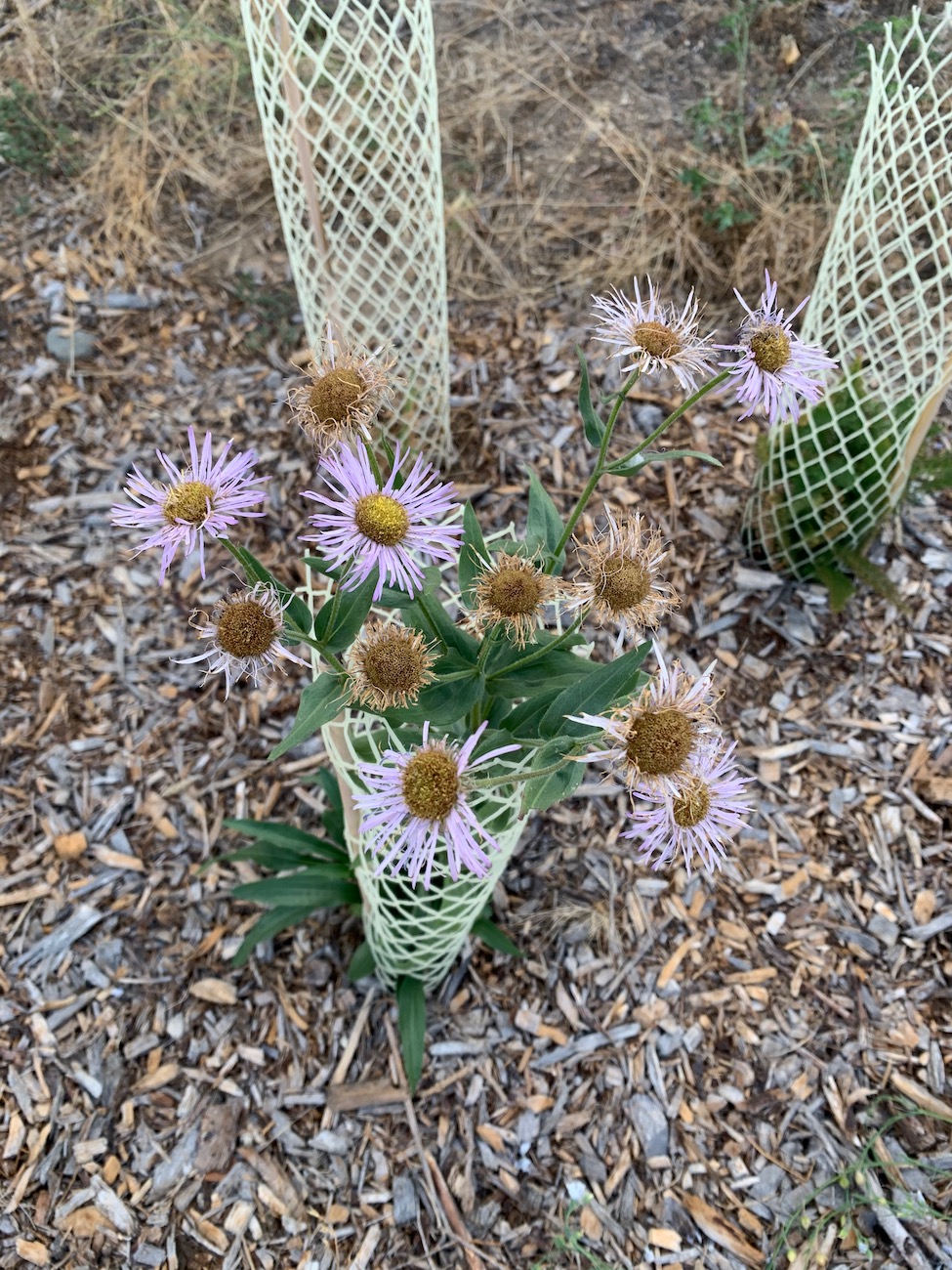 a plant with purple daisy-like flowers sprouts out above and around a protective mesh cage