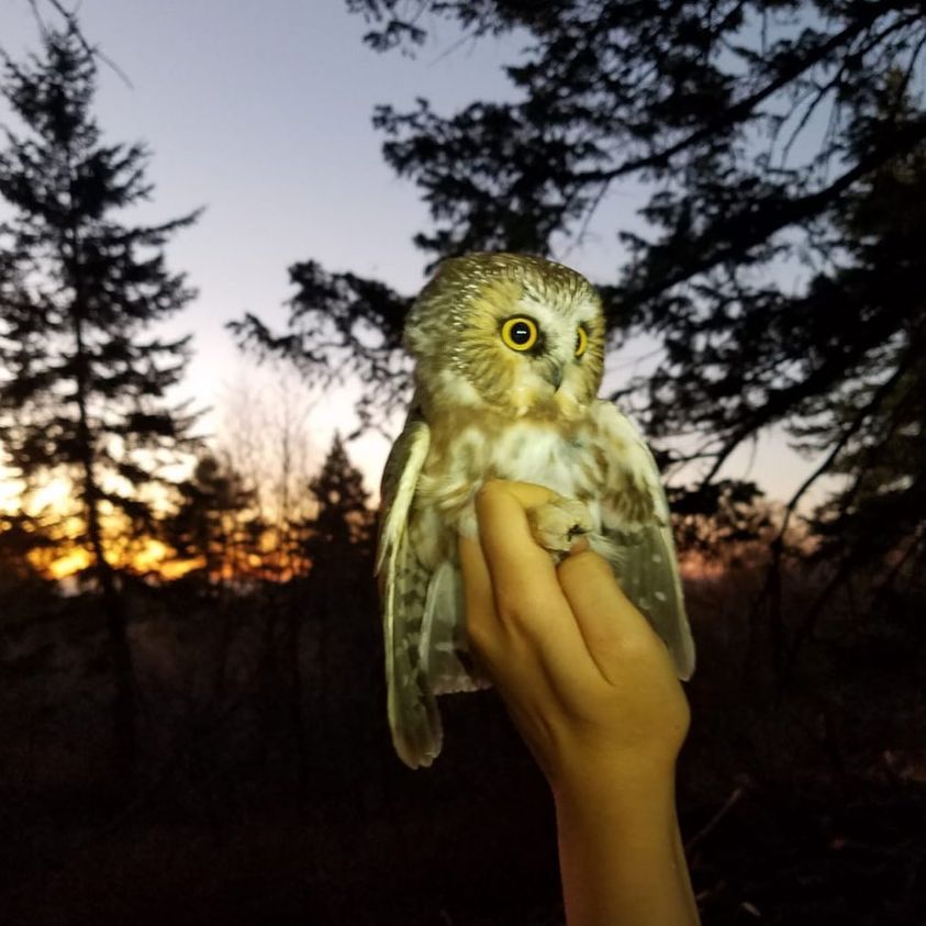 a biologist's hand (reaching in from off camera) holds a small owl. The sky in the background is a sunset with dark tree silhouettes.
