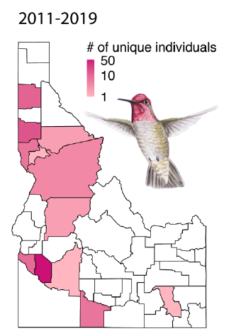 a map of the state of Idaho is shaded pink to show areas with the most Anna's Hummingbirds. A painting of a male Anna's Hummingbird accompanies the map.