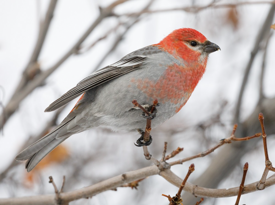 a chunky songbird with a gray body and brilliant rosy red head