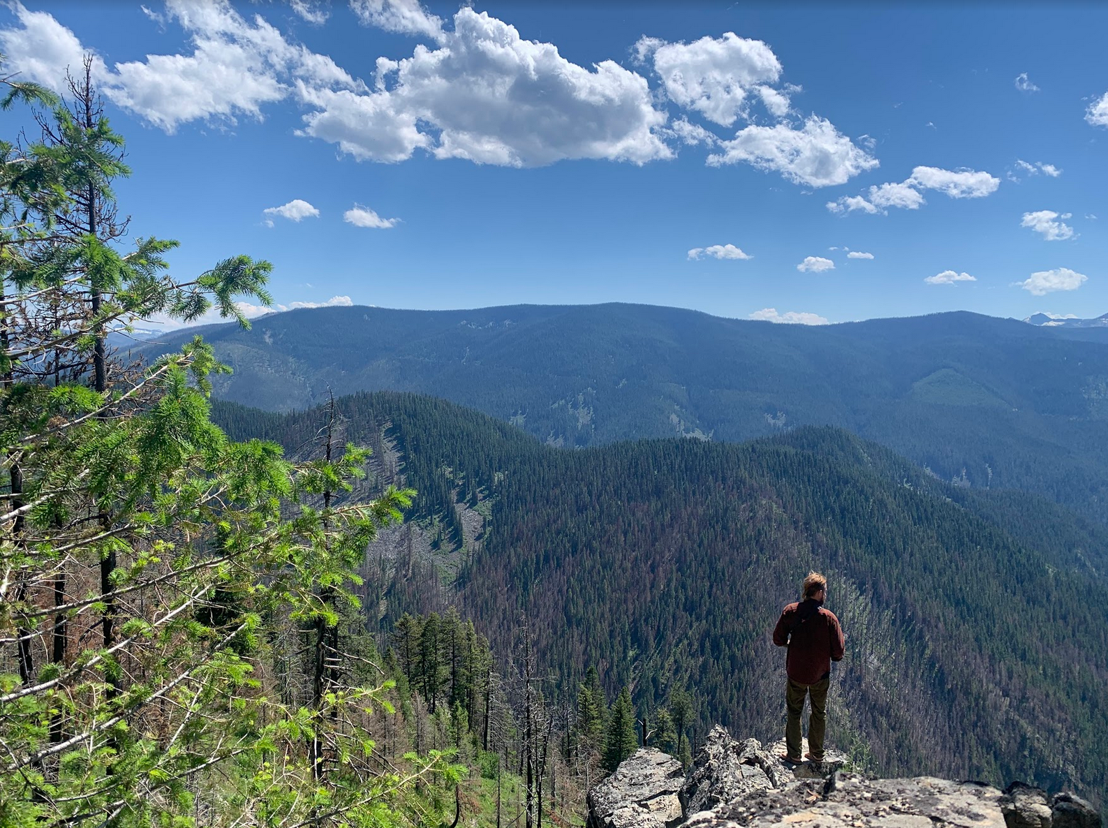 an expansive view shows a sunny blue sky, rolling mountains with conifer forest, and a biologist standing on the edge of a rocky ledge, overlooking it all