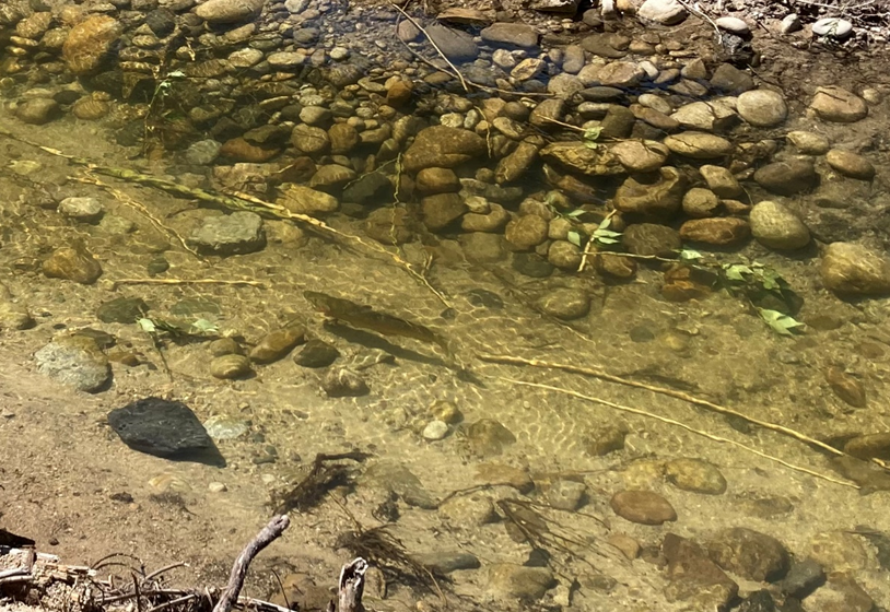 shallow clear water in the side channel flows over large river rocks, gravel, and sand. An adult rainbow trout is swimming through the bottom of the channel