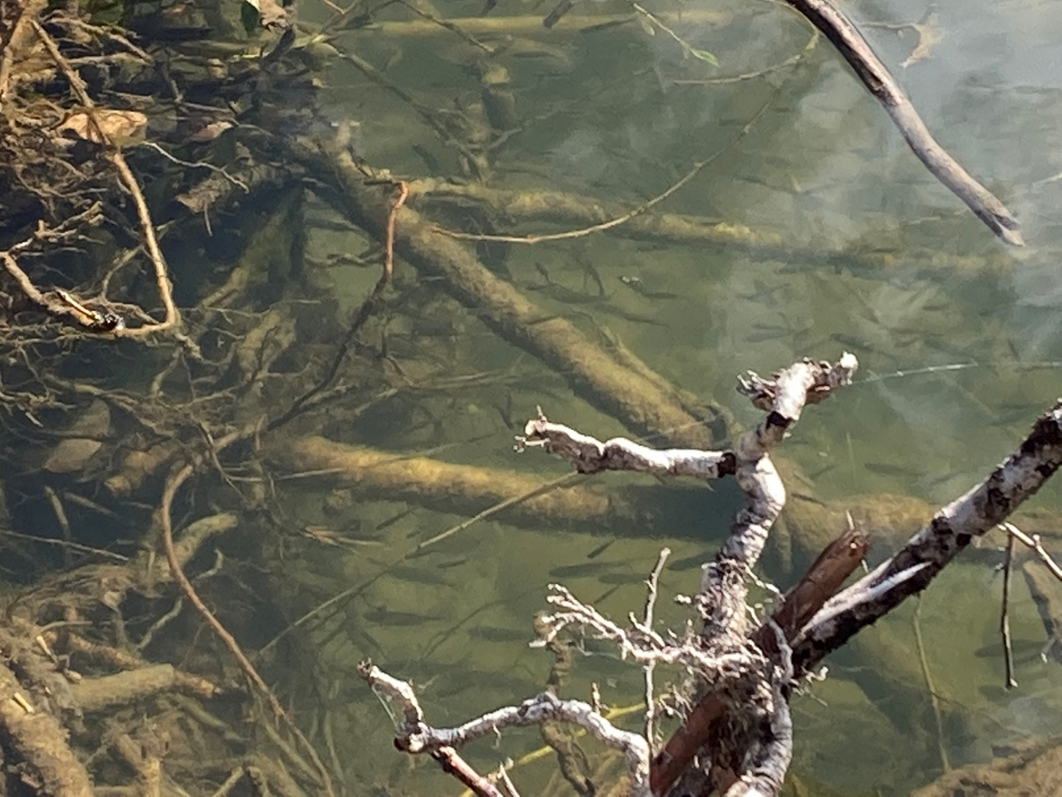 dozens of tiny fish silhouettes can be seen just under the waters surface. They are hiding in branching tangled roots
