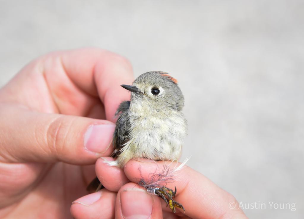 a biologist's hands hold a tiny olive-gray kinglet with a small red crown