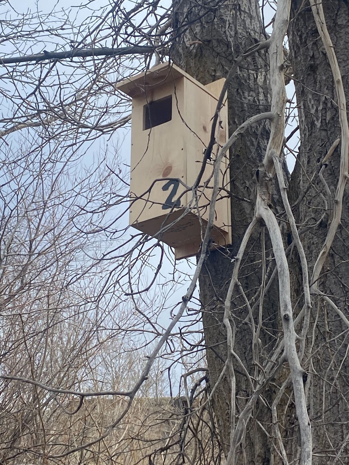 a view up to a pine board nest box with a square opening. The box is mounted on the trunk of a cottonwood tree. It has a spraypainted number 2 on the side