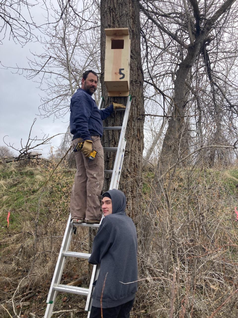 a father and son smile at the camera while hanging a nest box. The teenage son stands holding a ladder while the father climbs up to the box holding a drill