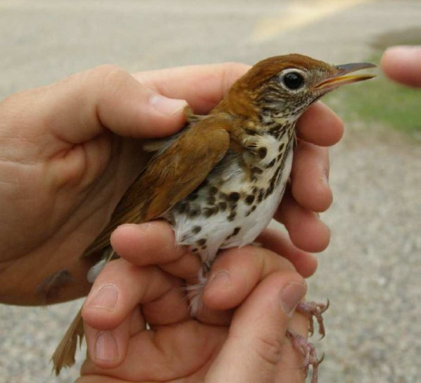 a biologists hands gently hold a wood thrush, showing its rusty brown body and white speckled chest