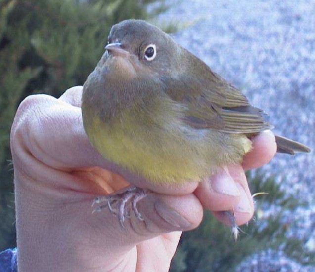 a small connecticut warbler with white eye ring, gray chest, and yellow belly