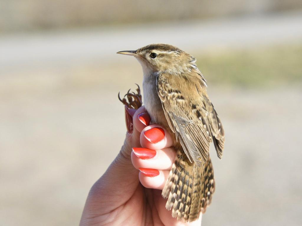 a biologists hand with bright red nail polish holds a small, brown, streaky Marsh Wren