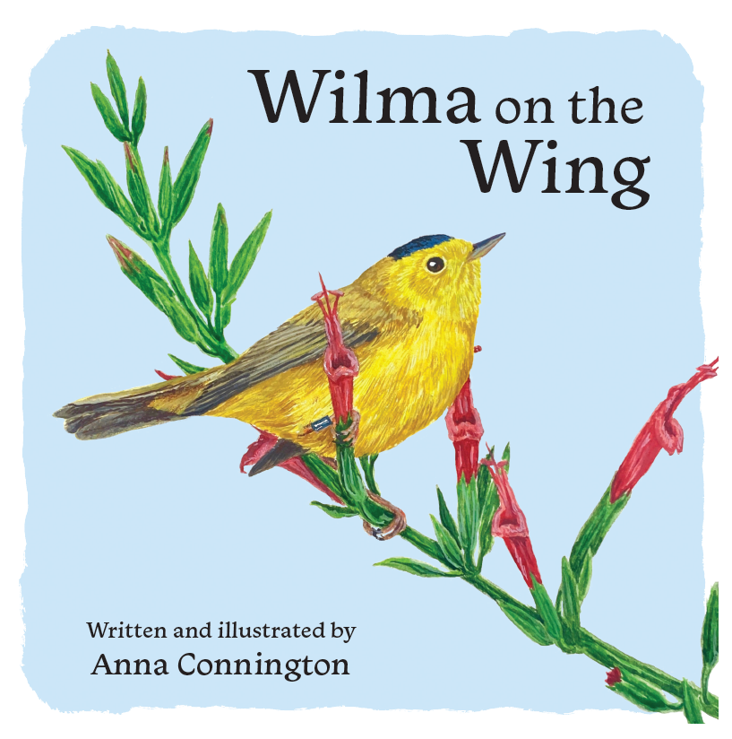 a square book cover shows an illustration with a wilson's warbler perched on a red flowering plant. The text reads "Wilma on the Wing. Written and Illustrated by Anna Connington"