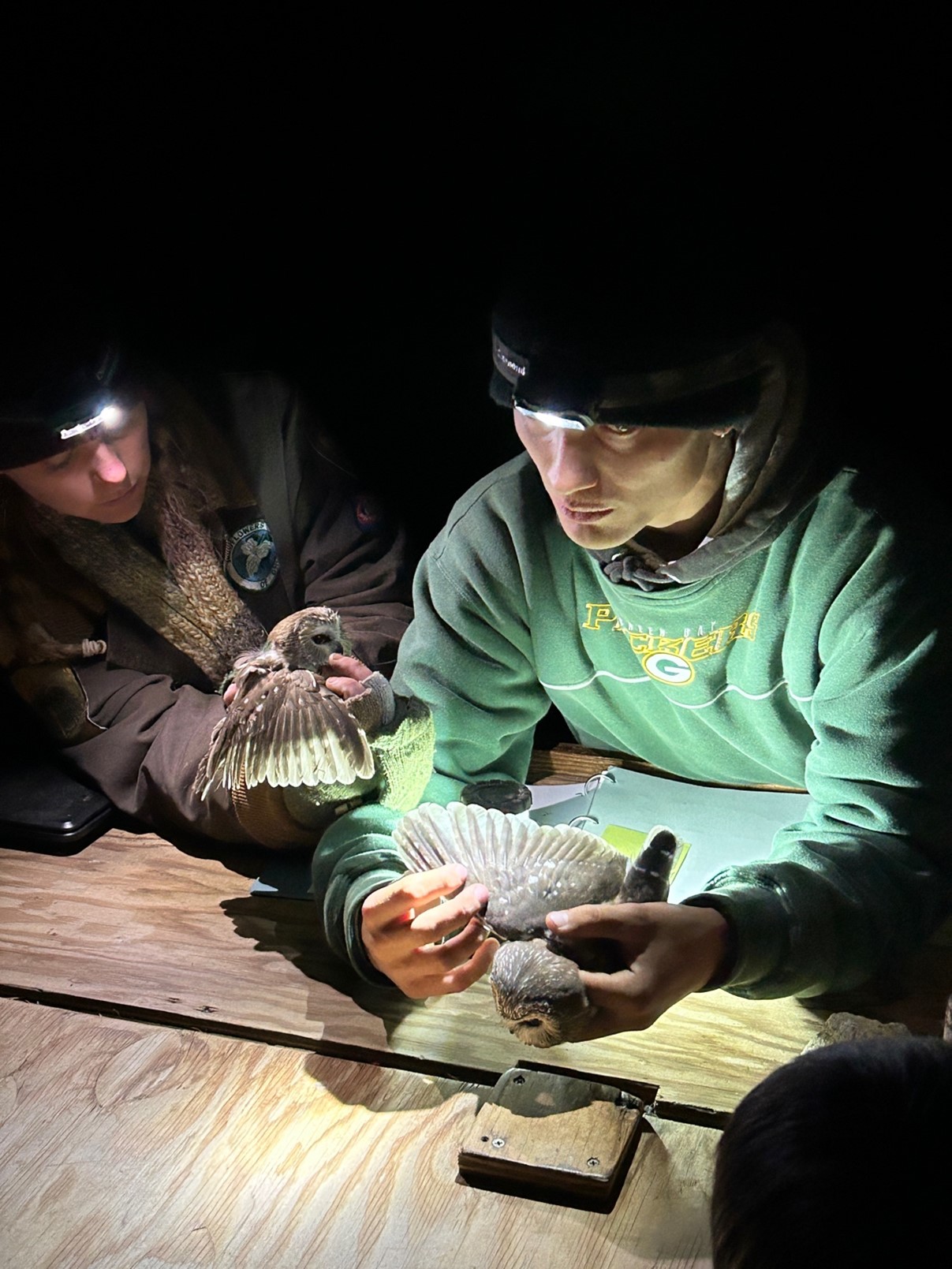 two scientists each hold a northern saw whet owl. They are holding the birds with wings outstretched to show their flight feathers. Both scientists are wearing headlamps and warm jackets