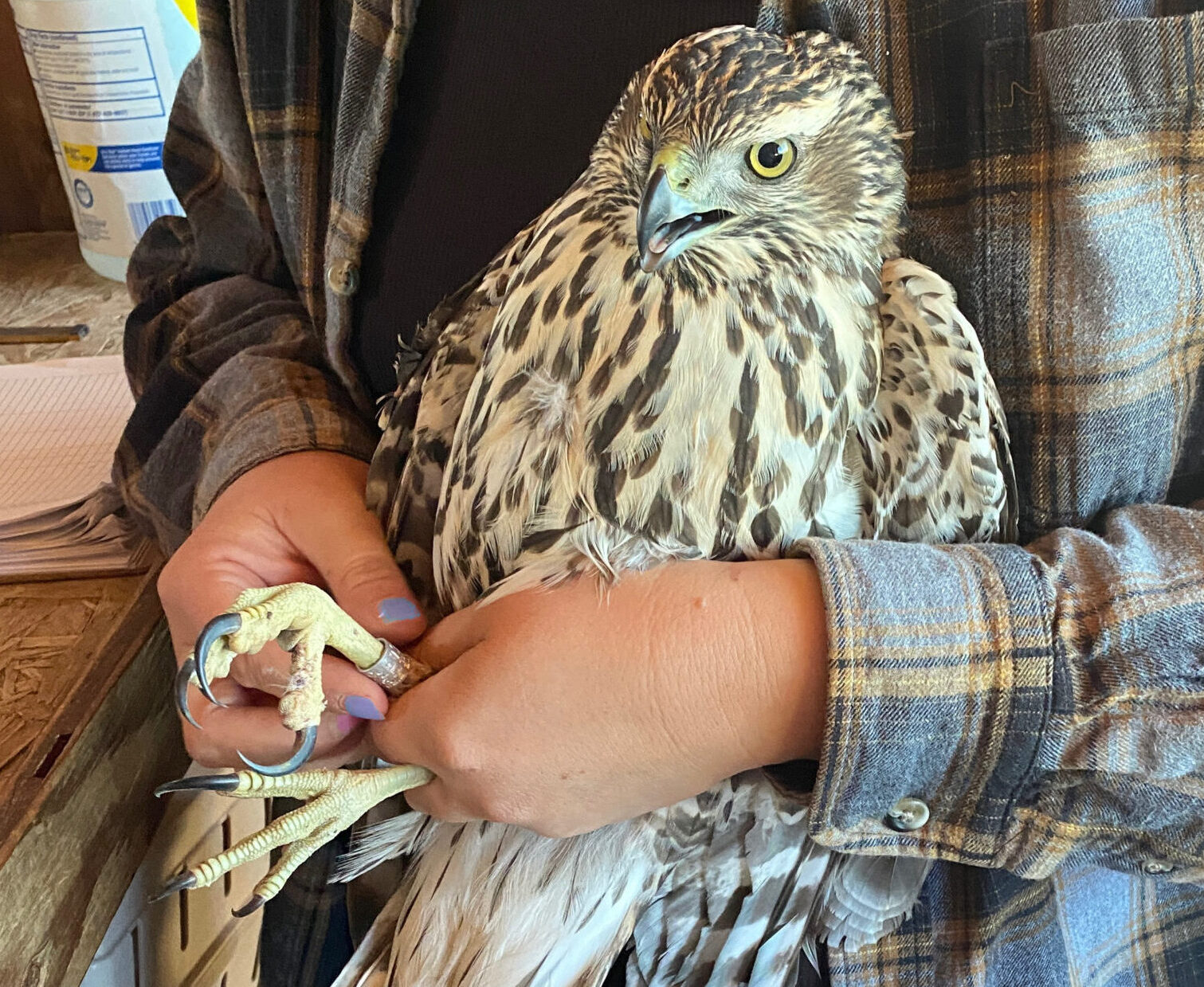 a scientists holds the large bird of prey against her torso, gently pressing the bird against her chest and arms to hold the folded wings, while her hands hold both feet so that she can attach the small metal leg band. the bird's large feet are about the size of the back of her hand, and the bird's body and tail are about the same length as the scientist's torso