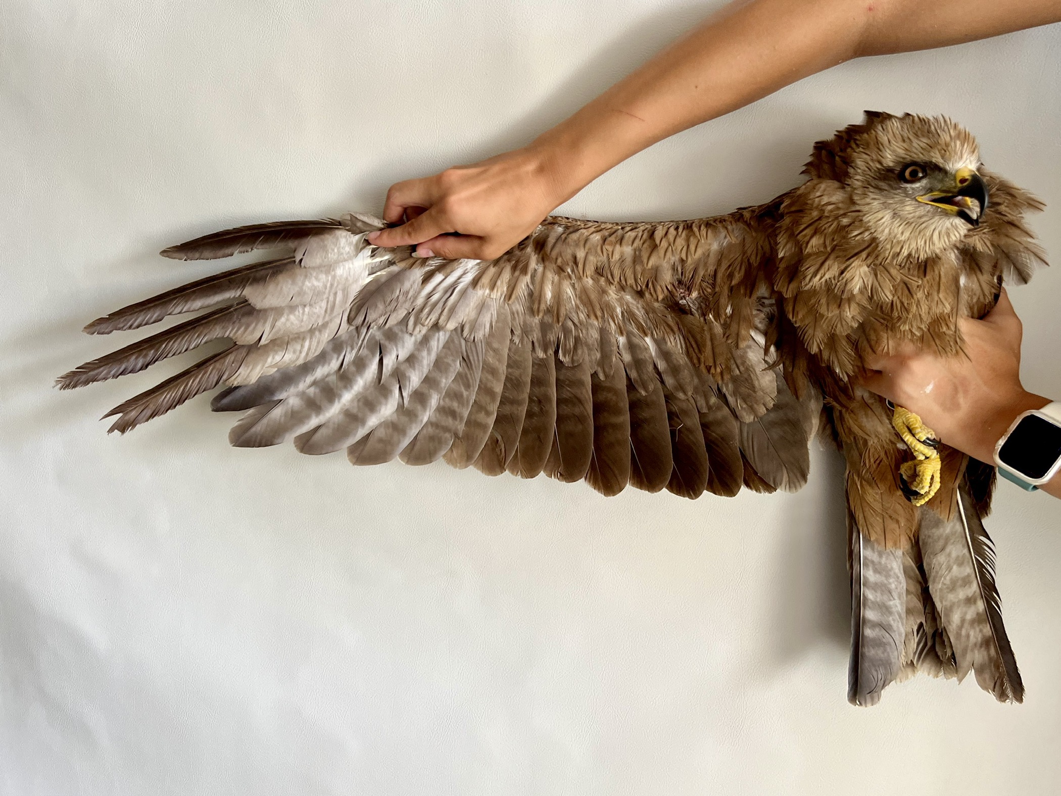 a biologists hands hold a black kite, grasping the talons and body in one hand, and the outstretched wing in the other. The bird is held in front of a white backdrop and in a standardized way to show its flight feathers for documentation purposes