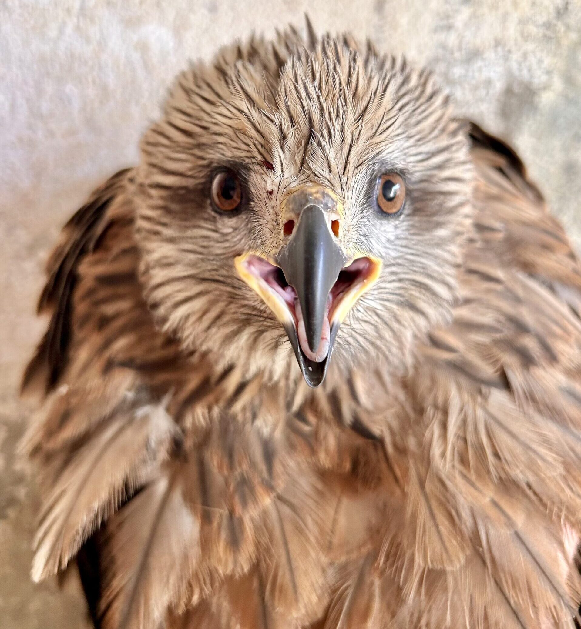 a black kite looks straight at the camera with an intense stare! its amber brown eyes, bold black and yellow bill, and striking tan and brown contrasty plumage give this photo an intense and beautiful feel