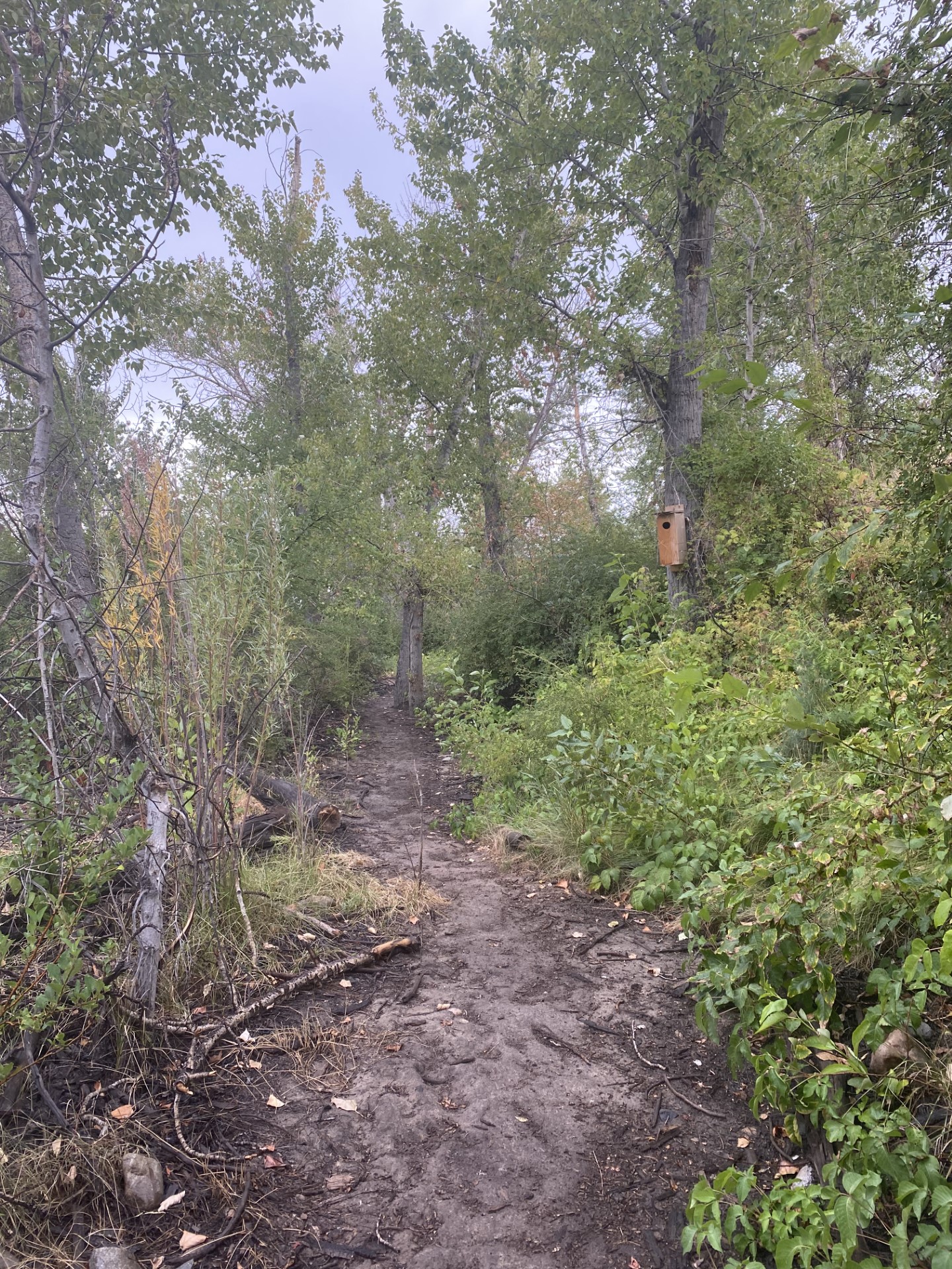 a brand new trail with freshly disturbed dirt stretches through poison ivy and rose shrubs. cottonwood trees surround the area, and one of these has a wood duck nest box hanging on the trunk.