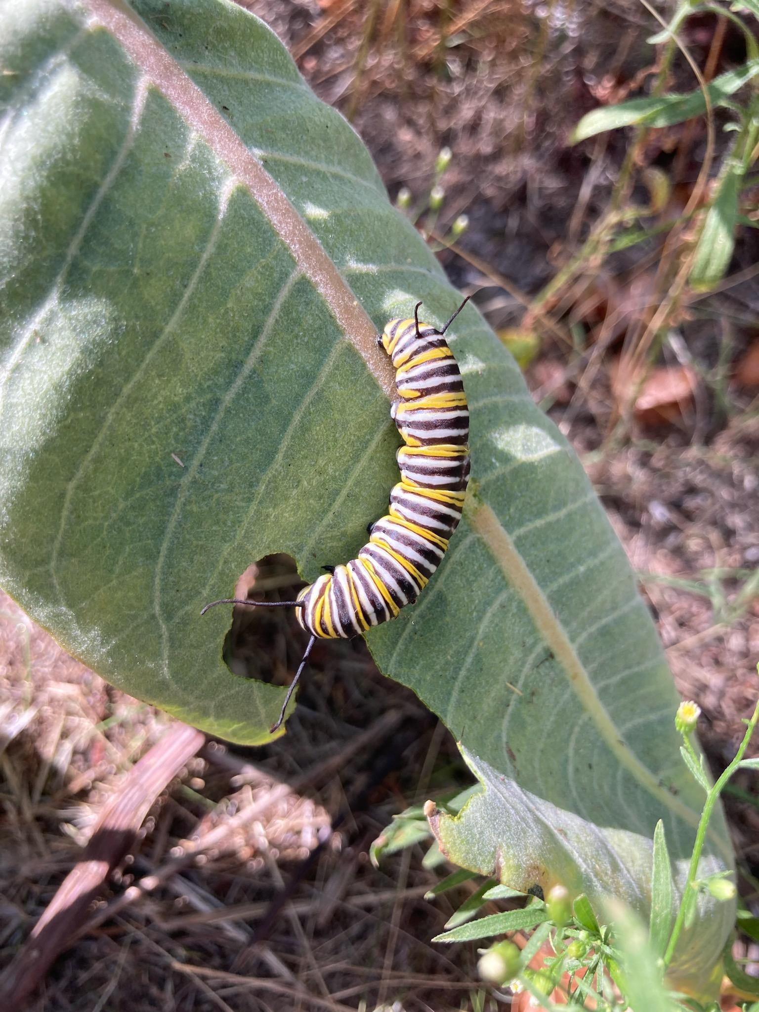 a chunky fat caterpillar with black, white, and yellow stripes sits on a milkweed leaf. The leaf has large bite marks in it. The caterpillar's small antenna-like filaments are perked into the air, giving it a very cute and friendly appearance