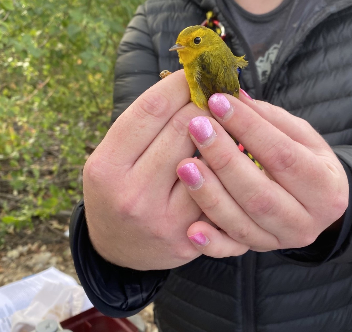 a scientist with peachy pink nail polish holds a small yellowish Wilson's Warbler in leg-hold grip