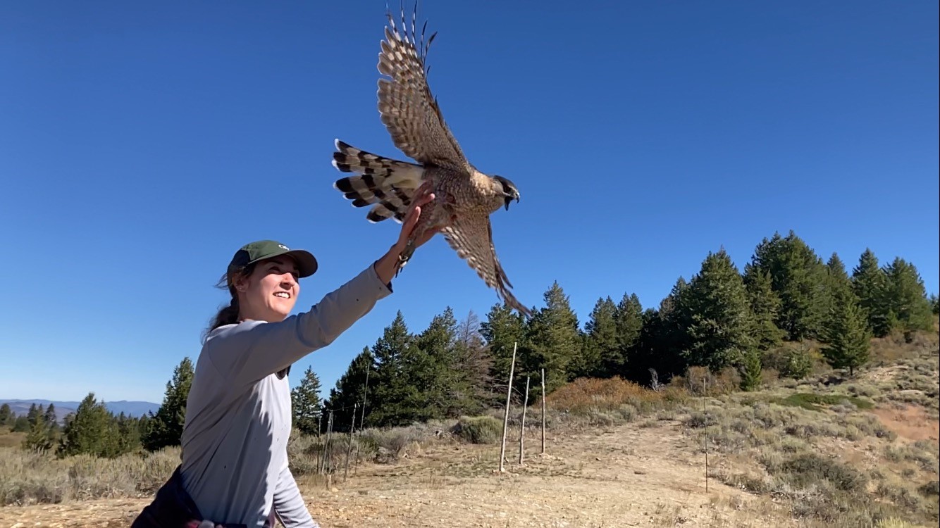 A smiling VIP student, Hannah, reaches an outstretched hand into the air. The photo is taken just as a female Cooper's Hawk is taking flight from Hannah's hand. The recognizable view of Lucky Peak's hawk trapping station and douglas fir trees are shown in the background