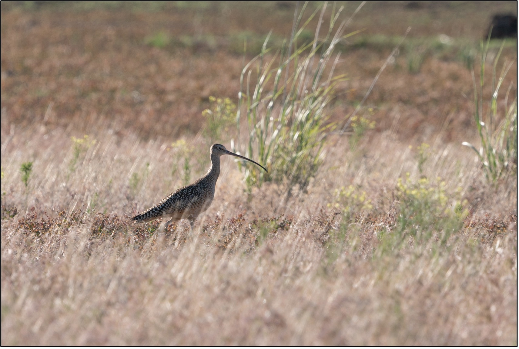 a curlew walks through short brown grass. its neck is outstretched and its long sickle-like bill is curving down