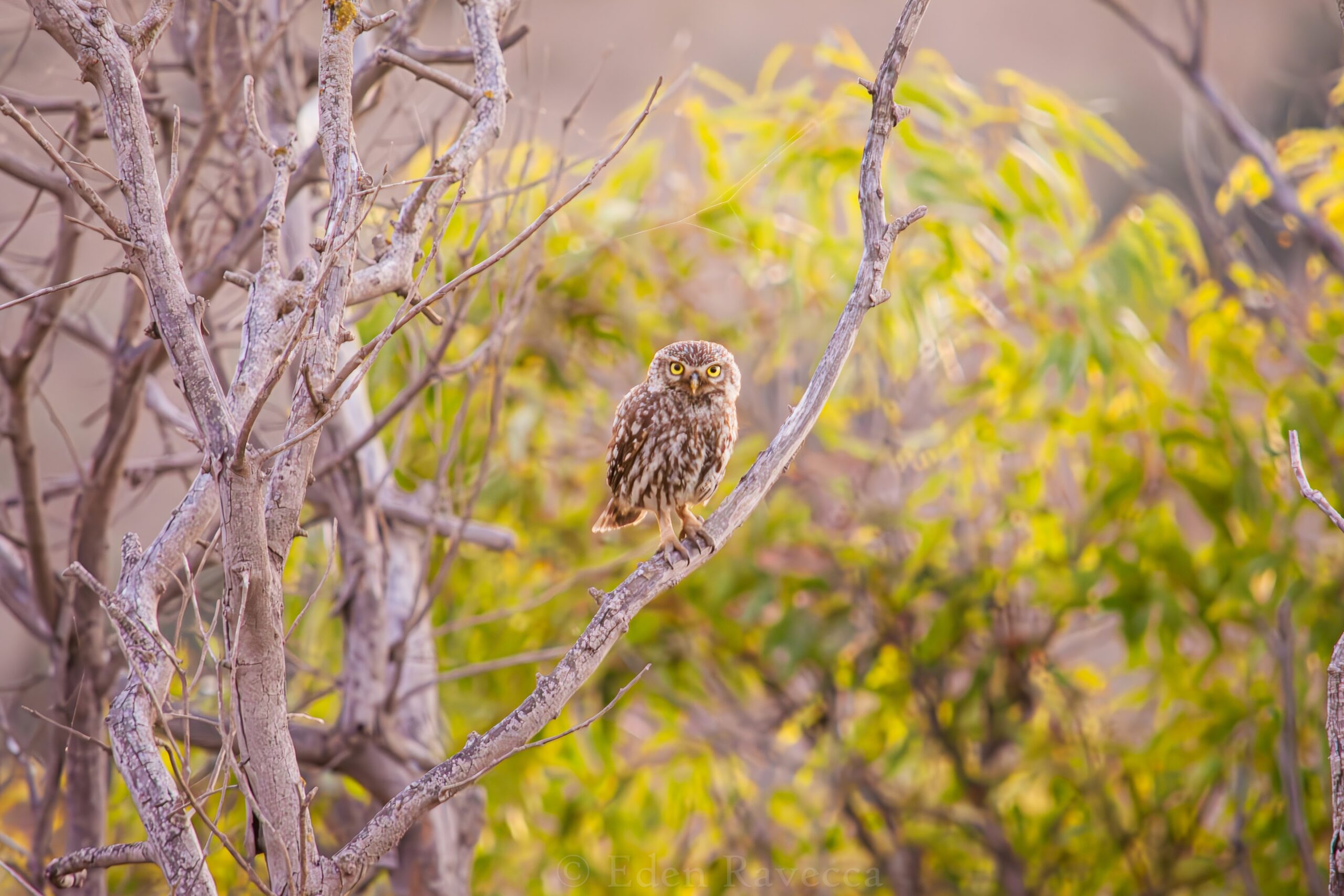 a tiny brown owl with long legs and intense yellow eyes stares at the camera. it's surrounded by dry scrubby looking vegetation. It looks quite similar to a North American Burrowing Owl.