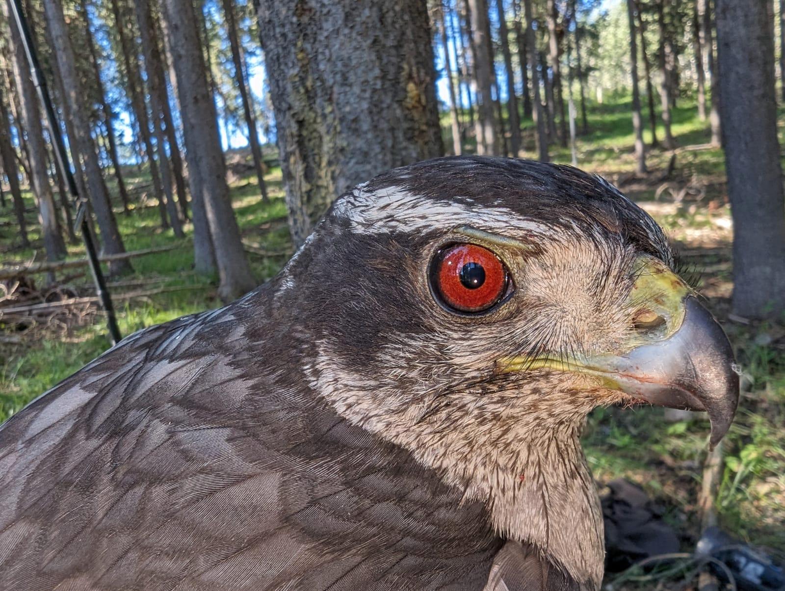 an extreme closeup of a goshawk's face shows the black and gray patterned face, and fine details including the small feathers around the bird's eyes, the intense bright red eye, strong brow bone, and even some blood around the mouth from his most recent meal. The background shows lodgepole pine forest with an open grassy understory