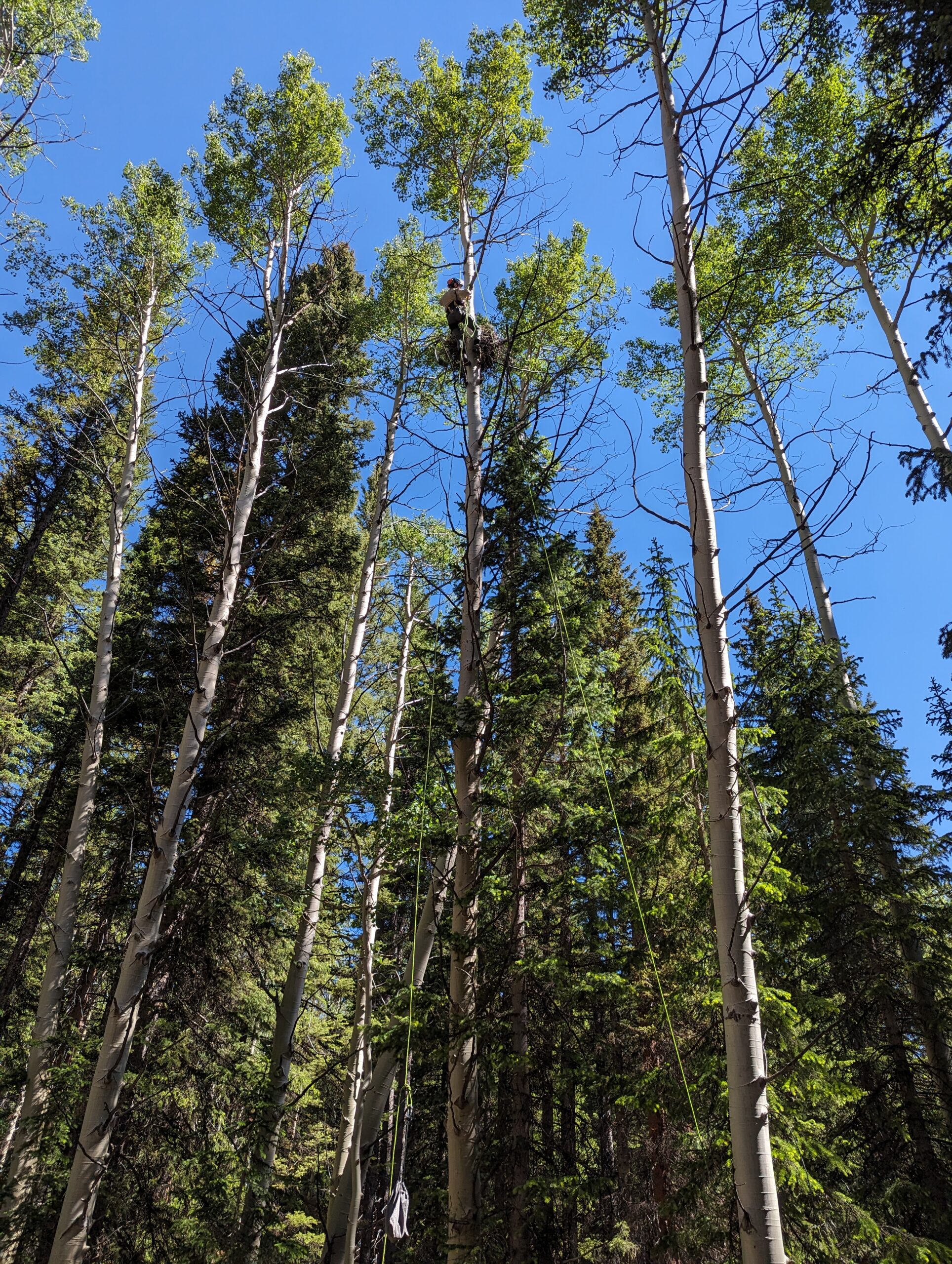 a view from the ground looks up toward the dizzying height at the top of some very tall and sparsely branched conifer trees. the biologist wearing helmet and climbing gear looks tiny at the top of the tree!