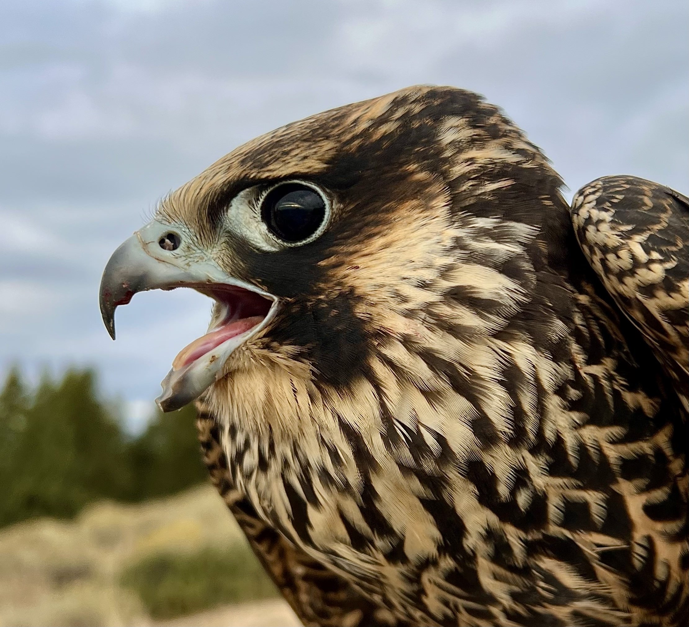 a young peregrine falcon looks off camera with intense pure black eyes. her sharply hooked beak is open with a fierce expression. Her pale bluish bill and eye skin, and buffy tan feathers show that she is a young bird
