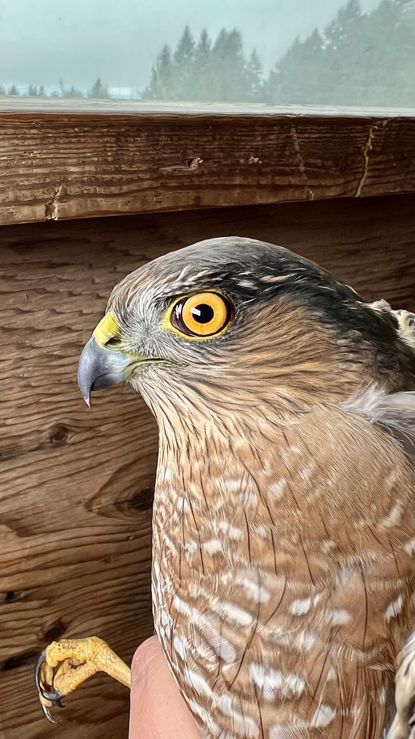 a sharp-shinned hawk with golden yellow eyes reminiscent of an intensely colored marigold flower. The background shows the wood grain walls of the trapping blind, and through the window in the back you can see a foggy forested scene.