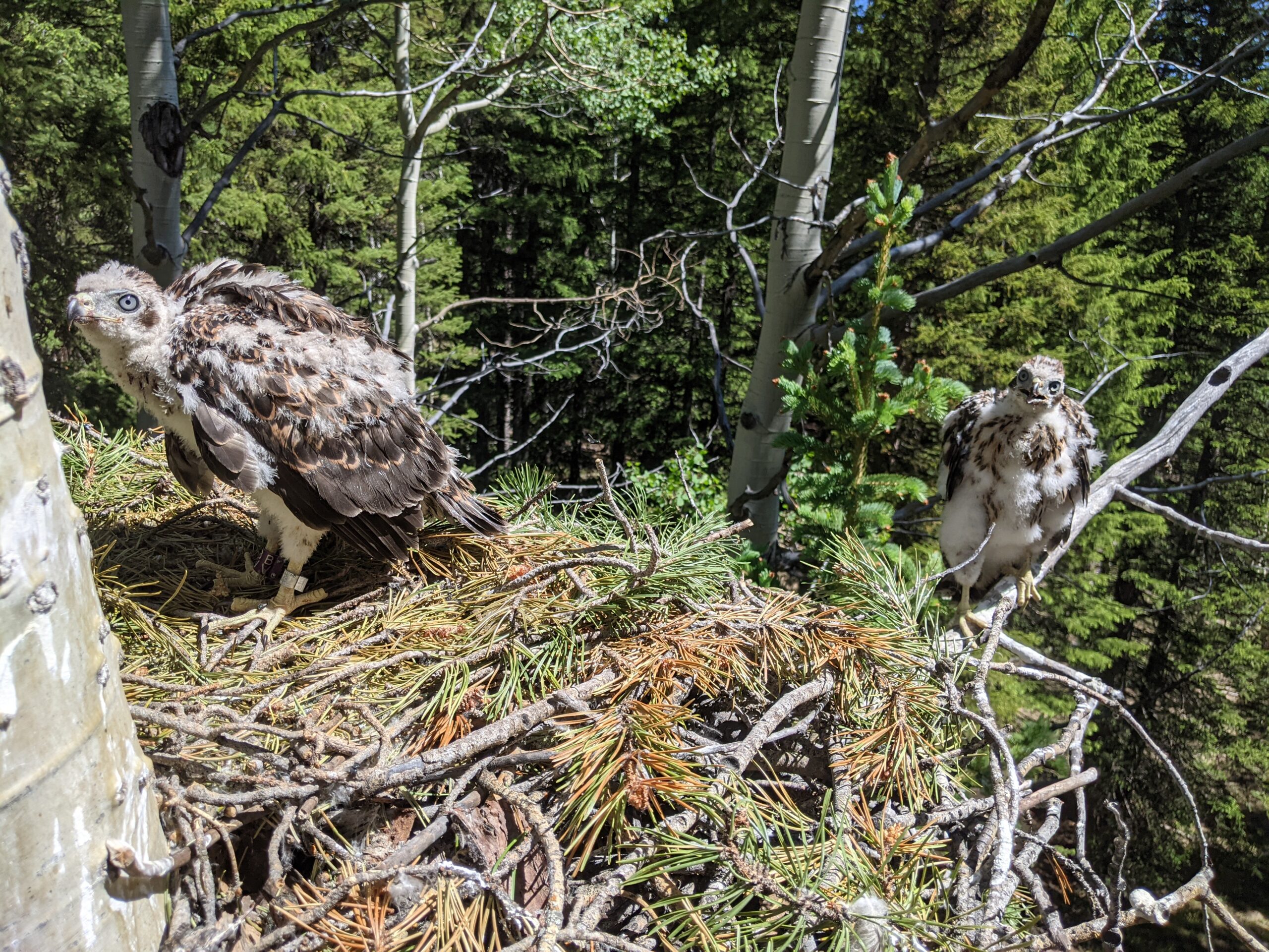 a messy nest of twigs and conifer needles host two awkward young hawks. They have a disheveled mix of baby down and new brown feathers growing in. One is perched on a thin branch hanging out over the edge of the nest. Both look toward the camera with grumpy expressions. The background is a full canopy of conifer trees with a few aspen trunks