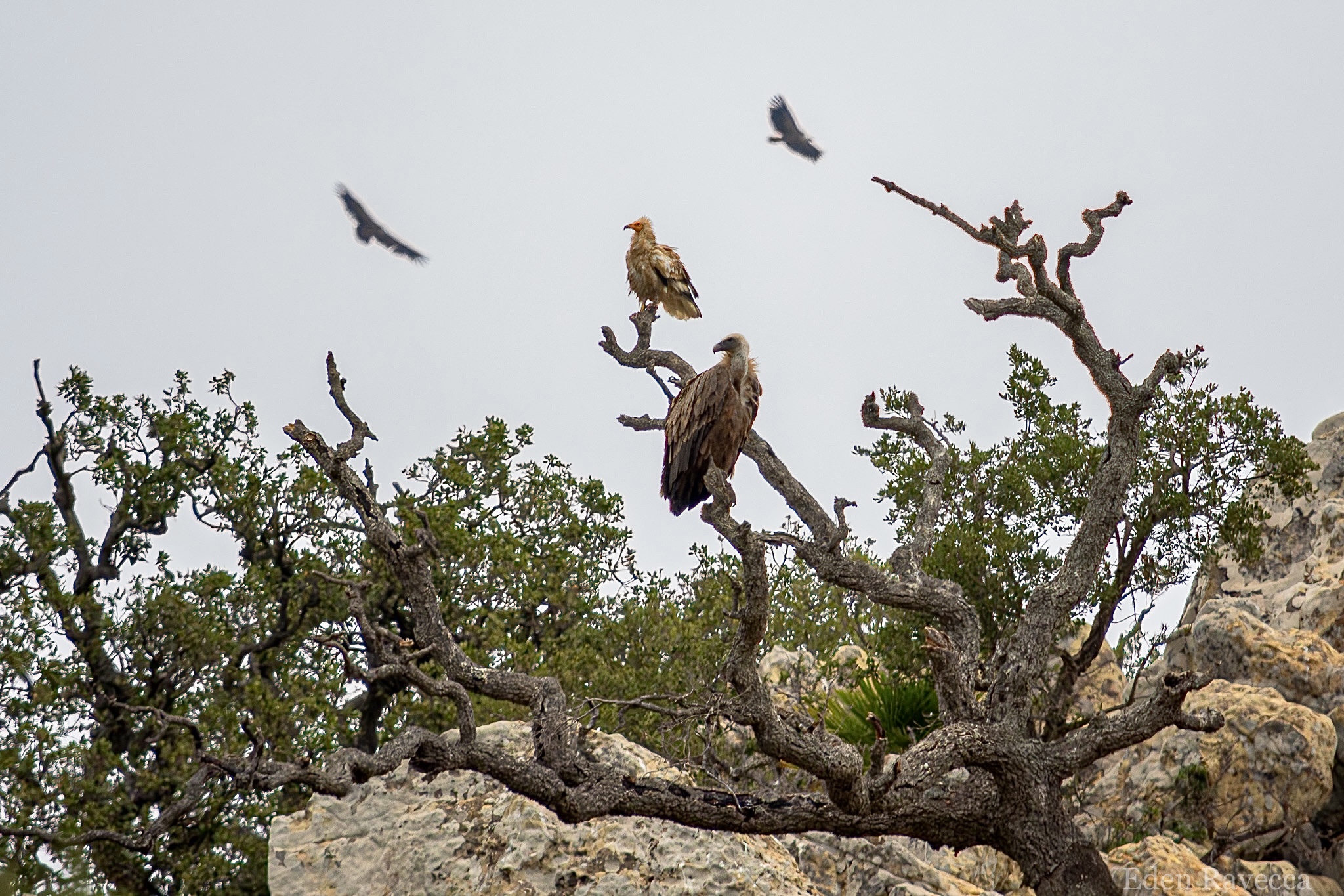 a small white vulture with dainty yellow face, and a larger bulky brown vulture sit together in a gnarled bare tree. Behind them two other large vultures are soaring in the blurred background