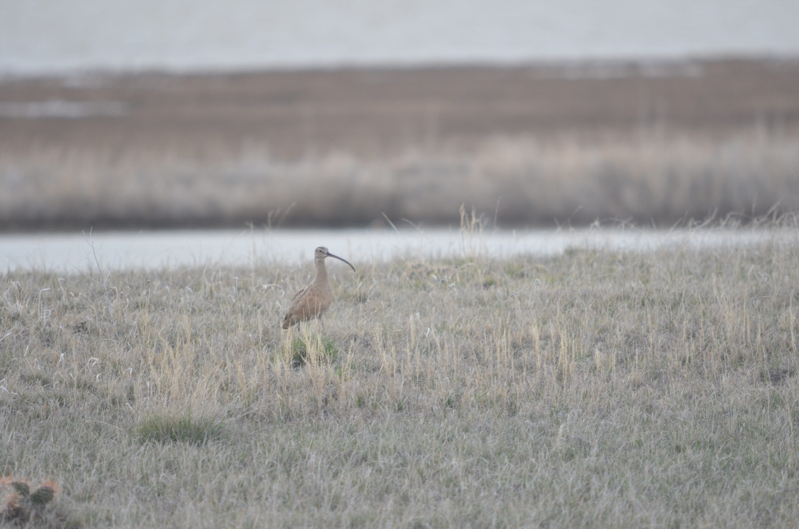 a wide shot shows a curlew standing alert in a grassy field. behind it the background is blurred, but hints at a body of water and more grassland into the distance