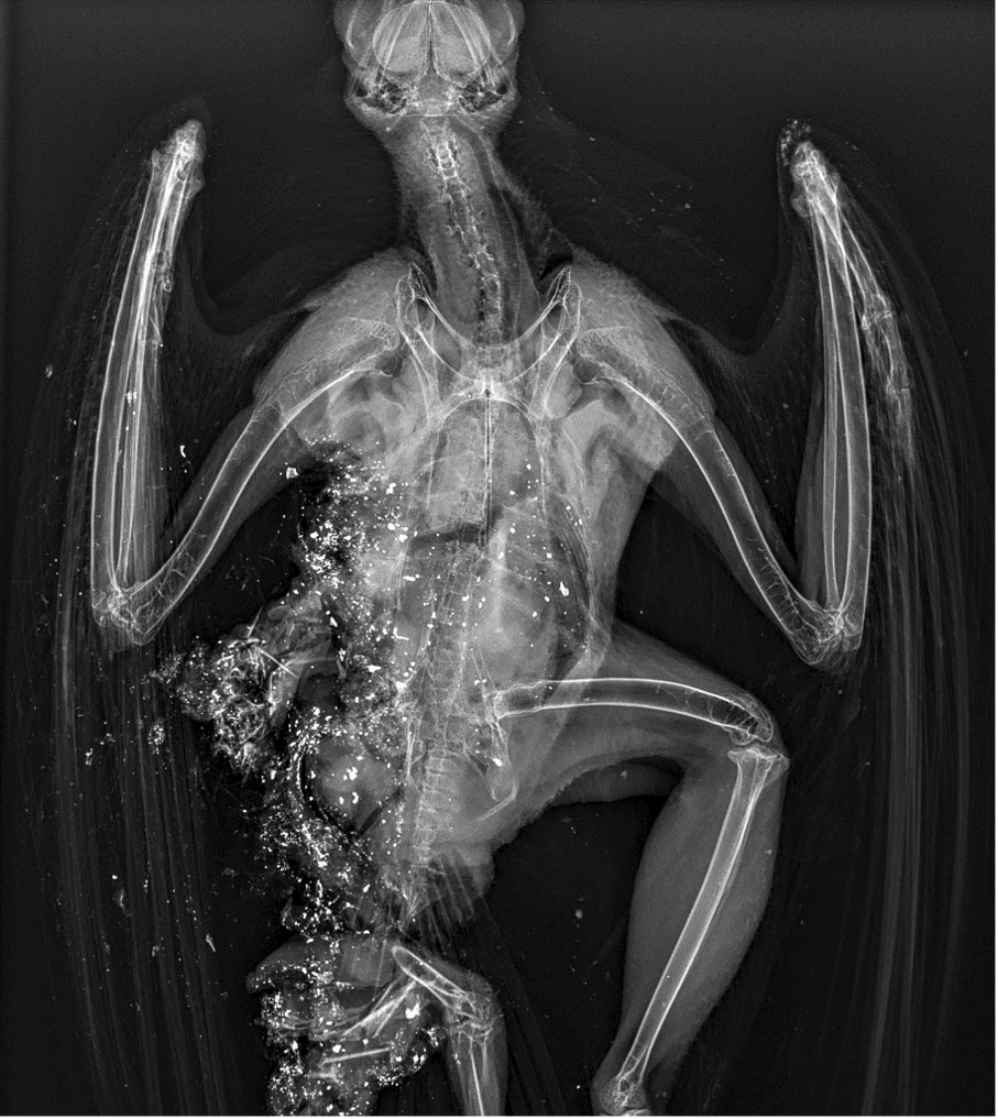 a black and white x ray image shows the thin skeleton of a hawk (it looks similar to a familiar sight of a grocery store chicken, but with a large head, and with long shadows of the flight feathers barely visible on the image). part of the bird's body is missing and that portion is peppered with bright white lead shrapnel