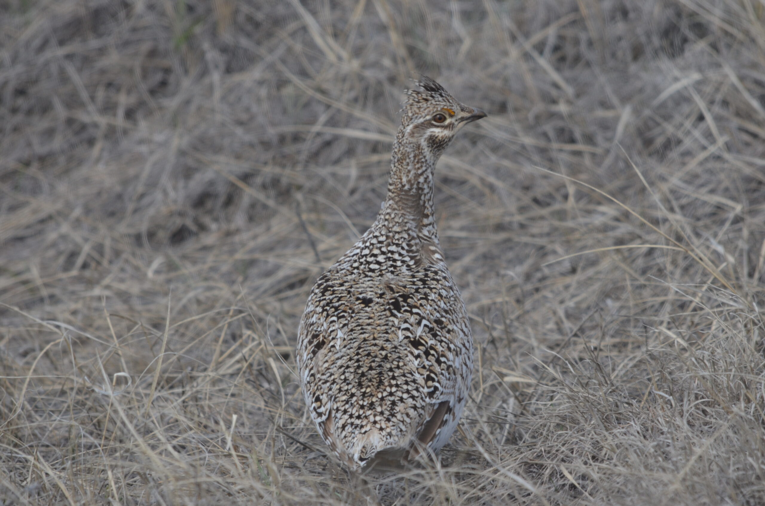 a sharp-tailed grouse stands alert, looking back over its shoulder toward the camera. It nearly blends in to the surrounding tan grasses
