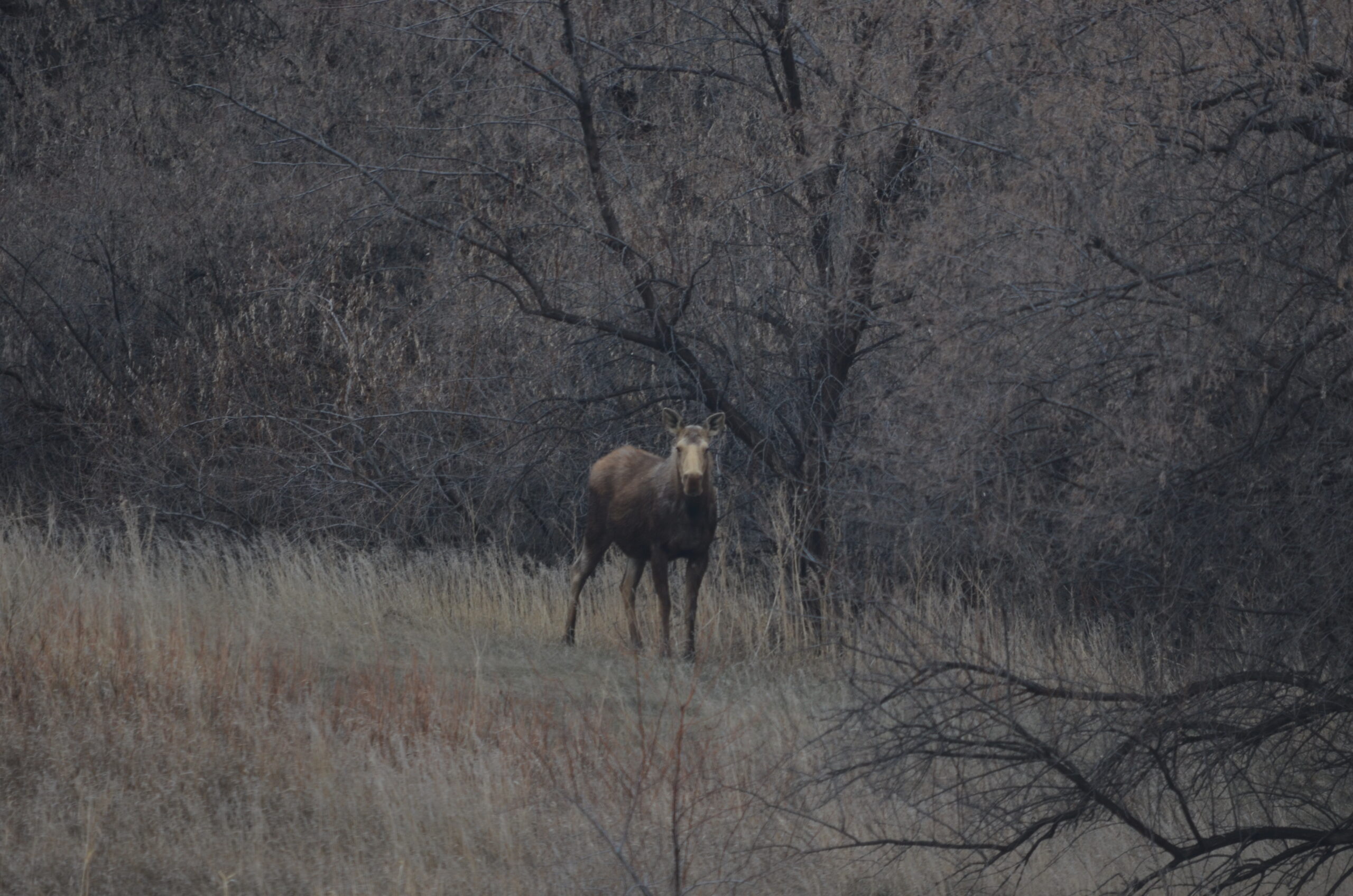 an antlerless moose stands alert with stiff legs, looking straight toward the photographer (from a safe distance!). Last years' grasses and leafless russian olive trees in the background give the photo a very fall or winter-like look despite the fact that it was taken in spring