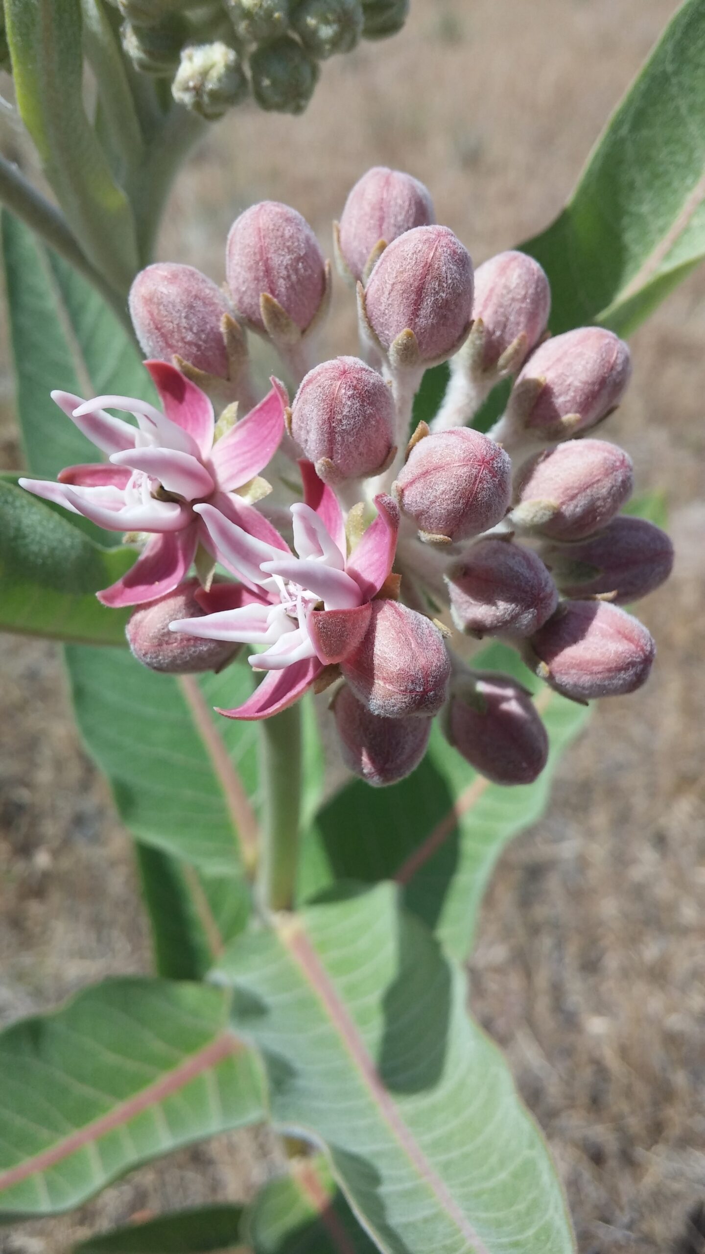 a closeup photo of showy milkweed flower buds. Some are still closed, with a fuzzy almost frosted pink appearance. Two flowers are blooming, revealing lovely pastel pink petals. in the background are the light green dusty leaves of the milkweed plant.