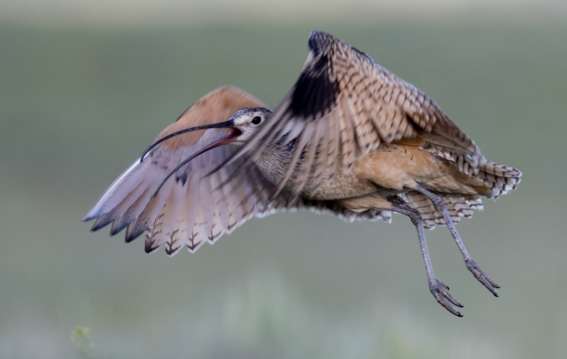 a long billed curlew in flight with wings flapping (slightly blurred by the fast motion of its flight)