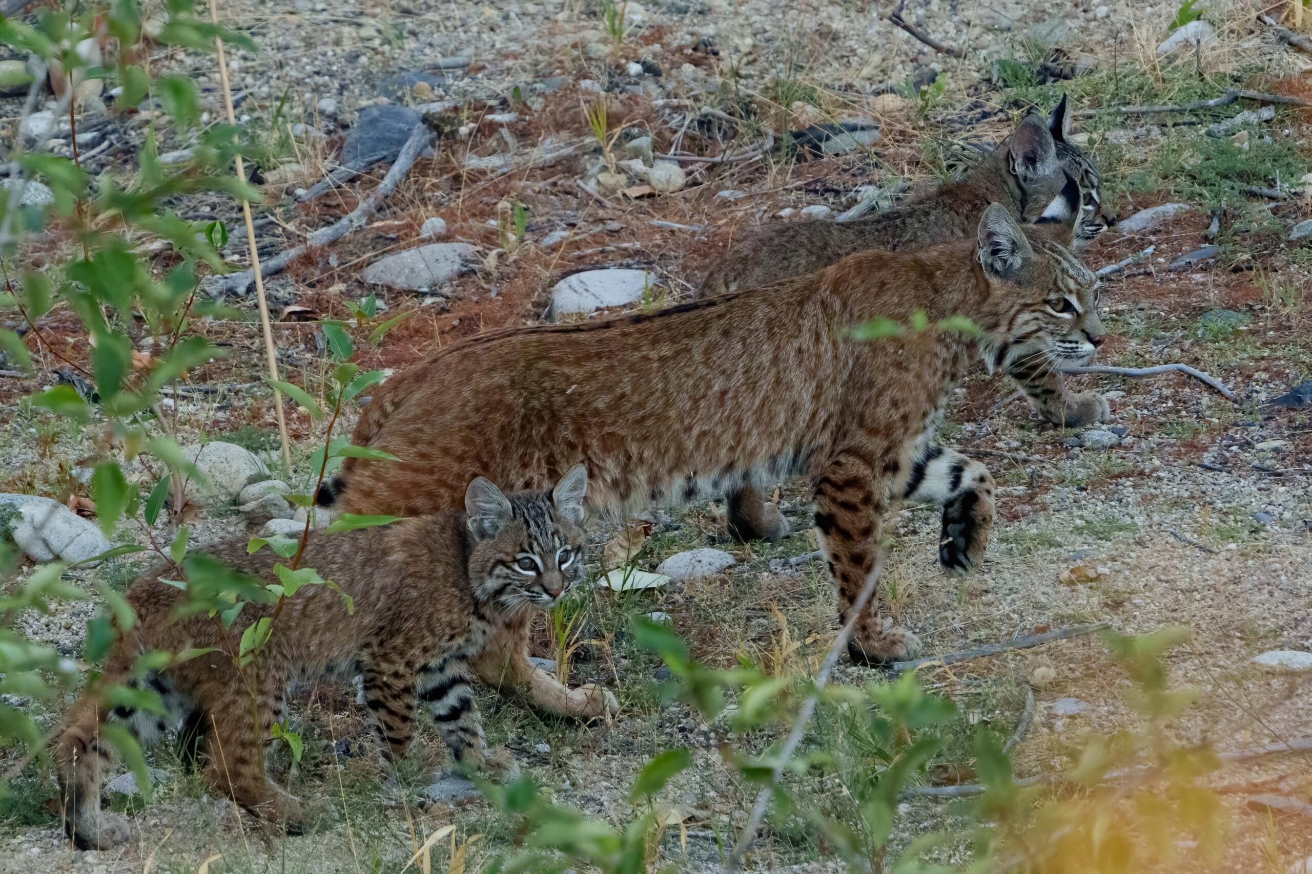 a mother bobcat walking along a gravely grassy area with two of her kittens. One of the kittens is looking in the direction of the camera, showing off its adorable face. The mother cat has a peaceful and majestic expression on her face as she looks forward.