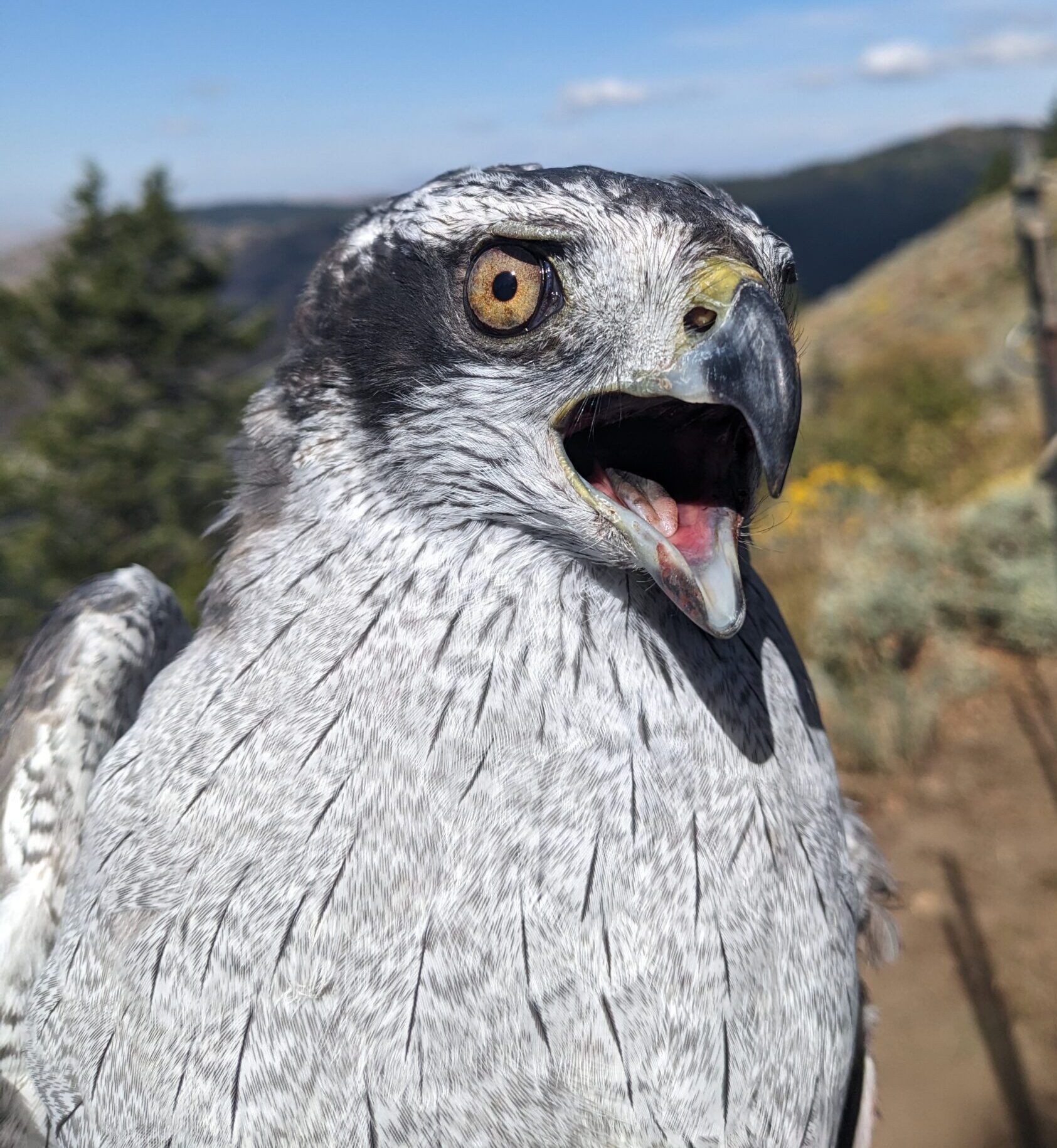 A large light silver-gray hawk with thin black streaks on the breast and a black patch on the side of the face. her eye is a light gold with some darker flecks. her pink tongue is visible in her fierce open beak. Blue sky, white clouds, green douglas fir trees and mountains are visible in the background.