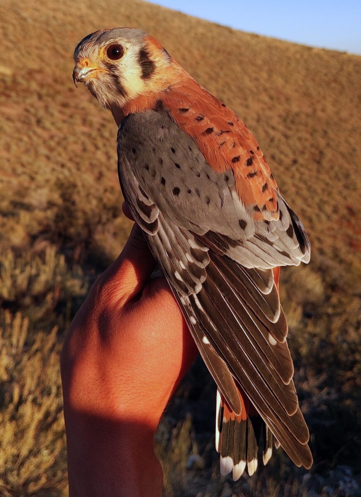 A raptor bander gently holds a small falcon with a rusty reddish colored back and steel blue-grey wings in the light of the setting sun. There is some blue sky and Lucky Peak's brownish hillside in the background.