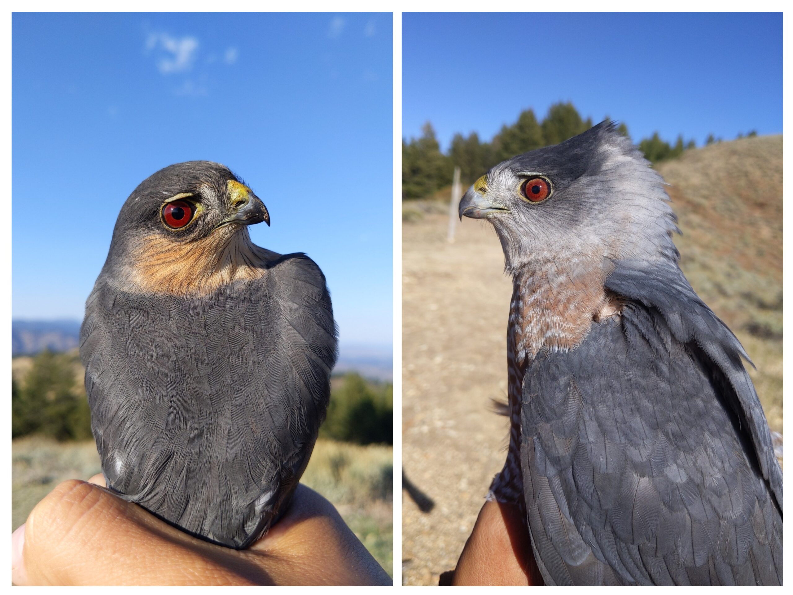 A side-by-side comparison of an adult male Sharp-shinned Hawk on the left, and an adult male Cooper's Hawk on the right. The plumage and form of both birds is extremely similar. Both have dark orangey eyes, and blueish grey feathers. The sharp-shinned hawk is smaller with a round head. The Cooper's Hawk is larger with a very squared-off head. There is blue sky and green trees in the background.