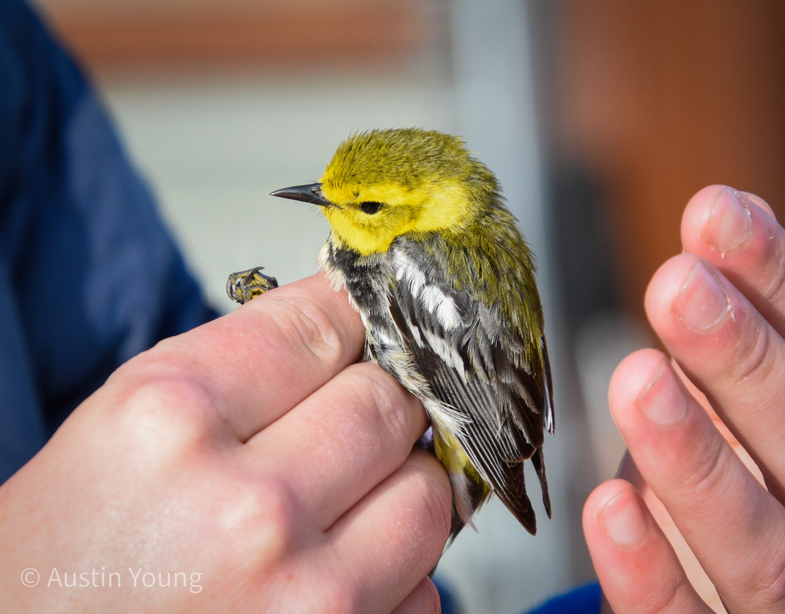 Bird held in biologist's hand
